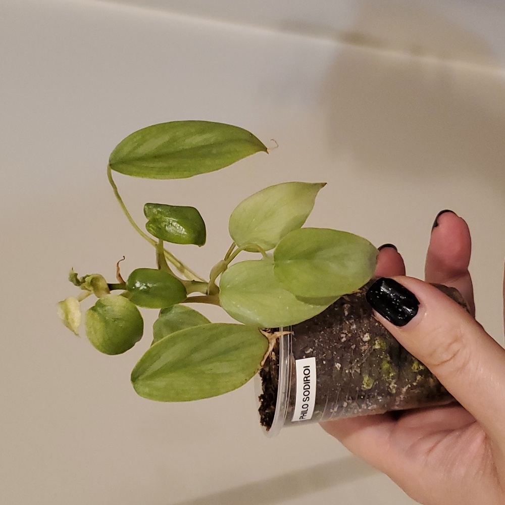 Philodendron Sodiroi